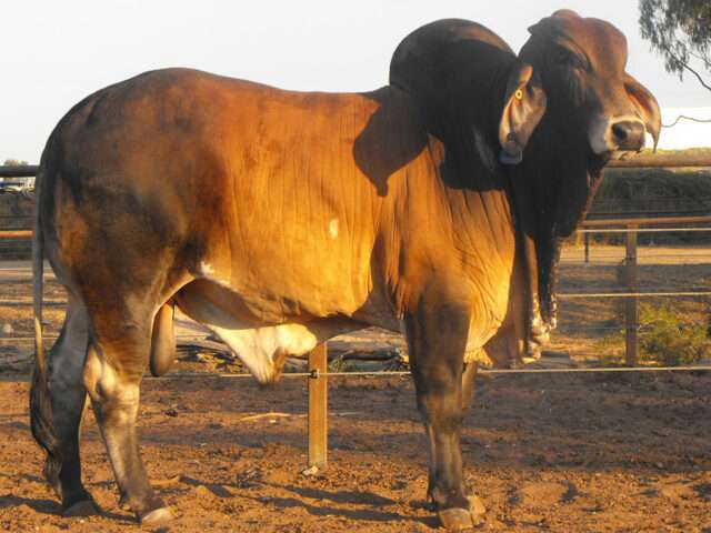 PALM CREEK ANDRE 072 (AI) (PS)