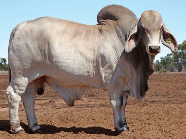 PALM CREEK CEDRIC (H)