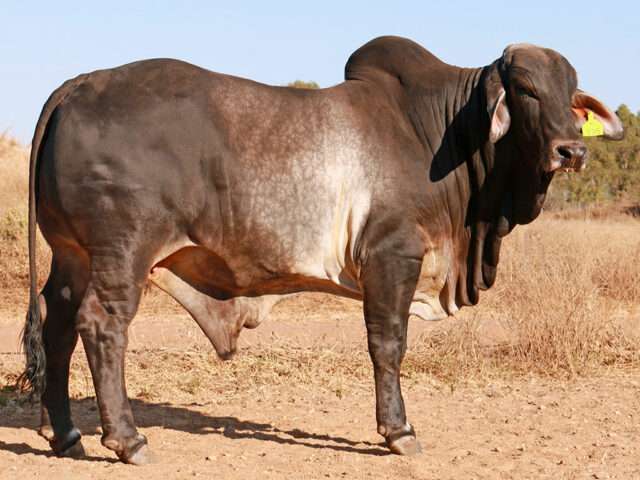 PALM CREEK CAMILO (AI) (H)