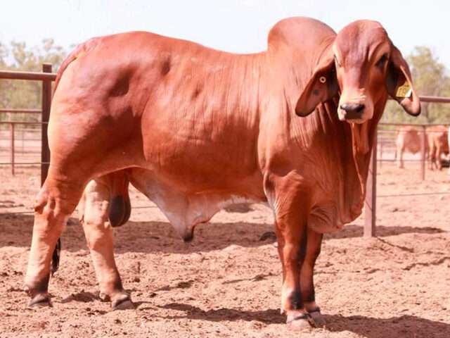 PALM CREEK COOPER 184 (AI) (H)