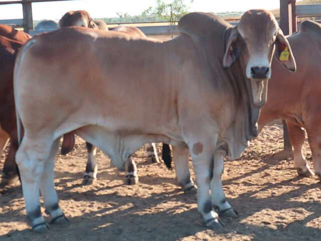 PALM CREEK ERIC (AI) (H)