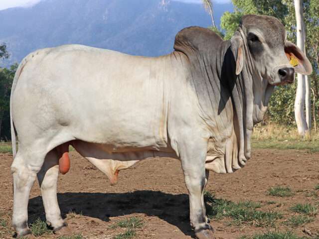 PALM CREEK LITTLE PLUMWOOD (H)