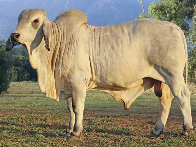 PALM CREEK ECHOWOOD (H)