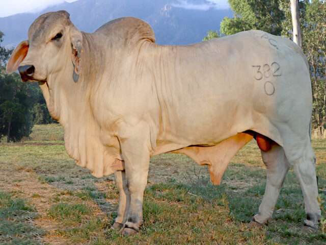 PALM CREEK MOOSE 382 (H)