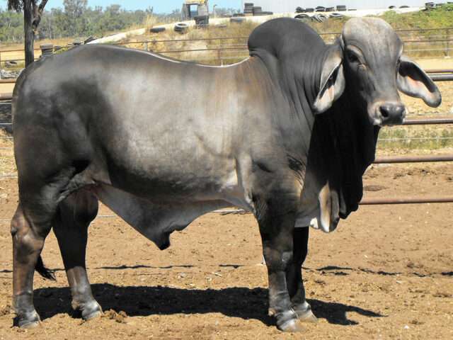 PALM CREEK KELLAR (H)