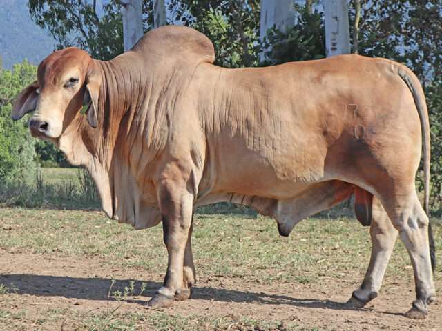 VALUCE HAMILTON 1757 (PS)