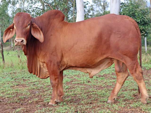 VALUCE PAUL 1759 (PS)