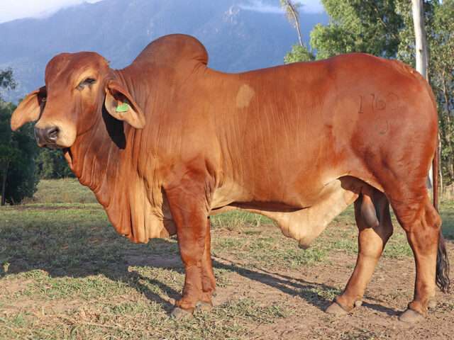 VALUCE ROOSEVELT 1760 (PS)