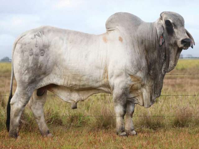 CARINYA BEECHWOOD JFK6552M CARINYA BEECHWOOD (H)