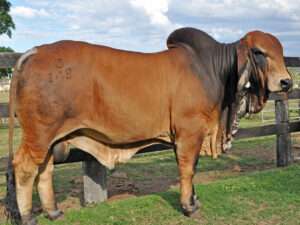 ELANSU RED PANCHO (AI) (PS)