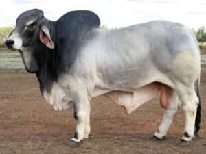 KARMOO PISTON IT'S-A-BUL (H)