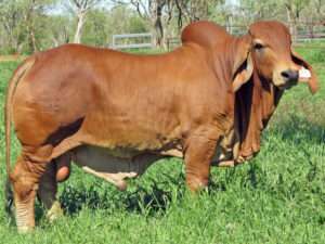 LANES CREEK RED RADIUM (H)