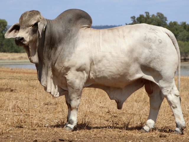 NCC EL CAPITAN NCC3619M NCC EL CAPITAN (IVF) (H)