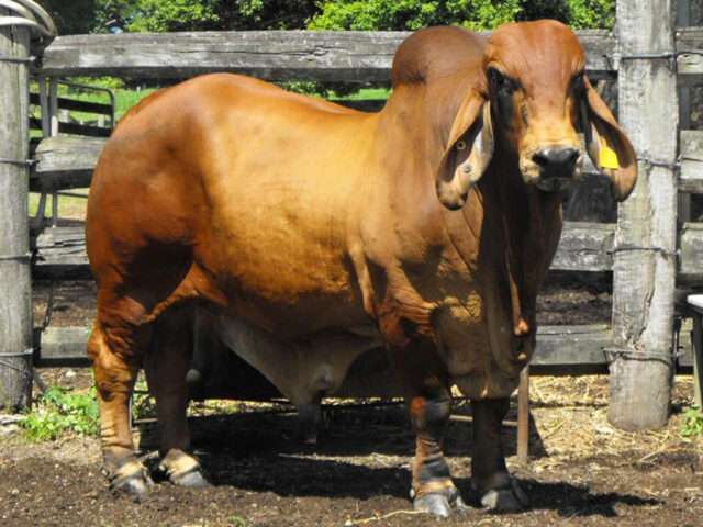 NCC RUMPOLE NCC1171M NCC RUMPOLE (ET) (H)