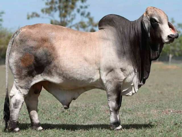 NCC VALLANCE NCC3848M NCC VALLANCE (IVF) (H)