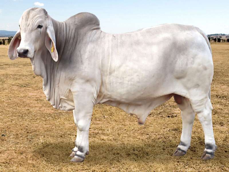 478 PALM CREEK DERICE - GOLD CITY BRAHMAN SALE