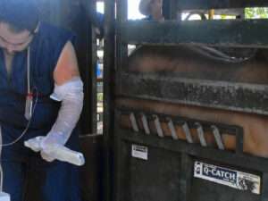 ARTIFICIAL BREEDING PROGRAMS