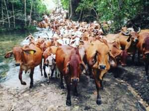 BRAHMAN HERD CREEK CROSSING 1