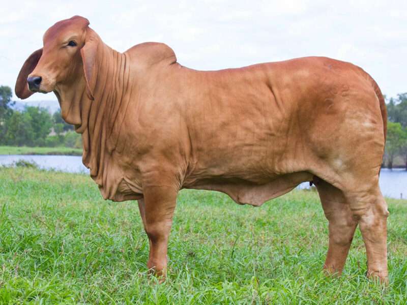 OUR_GENETIC_SELECTION_PROCESS_HEIFER