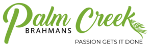 Palm Creek Brahmans