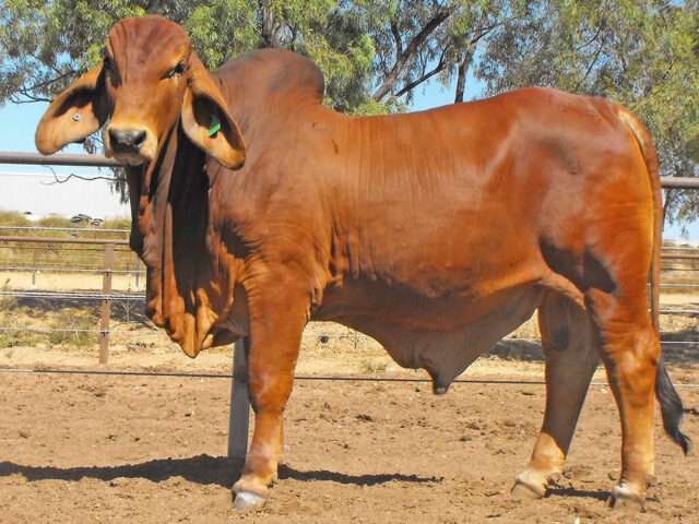 PALM CREEK 6/40 (SC) (Herd Bull)