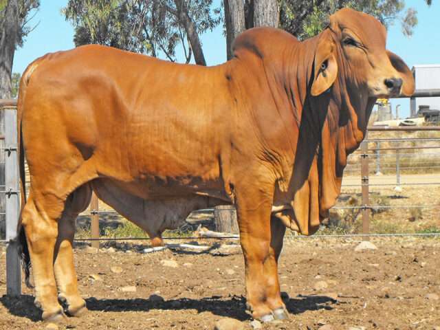 PALM CREEK 6/41 (P) (Herd Bull)