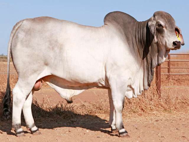 PALM CREEK RIP 70 (Herd Bull)