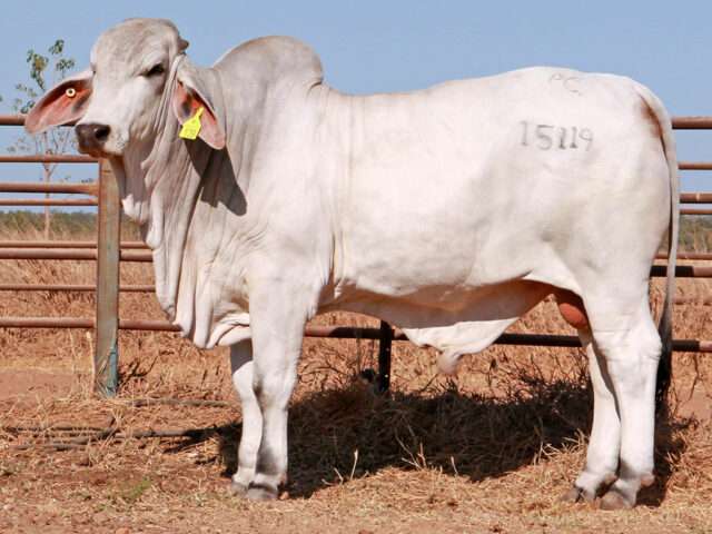 PALM CREEK ROGER 15119 (Herd Bull)