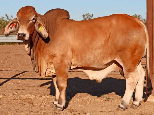 PALM CREEK 178 (D) (Herd Bull)